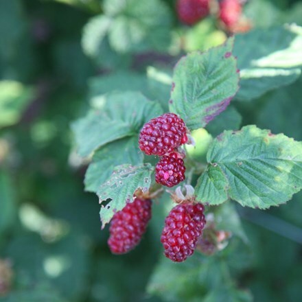 Picture of tayberry Buckingham