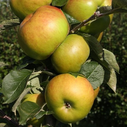 Picture of apple Bramley 20