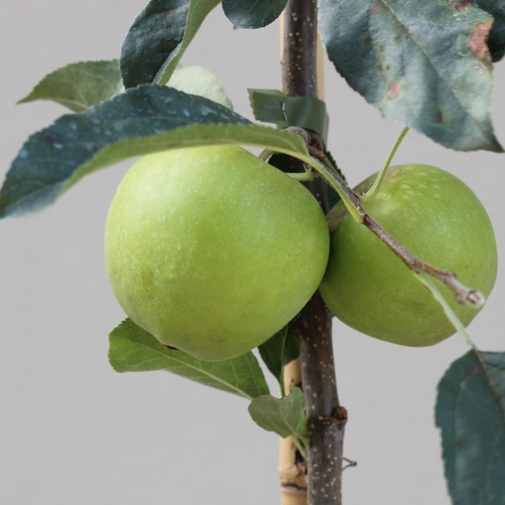 Product options image