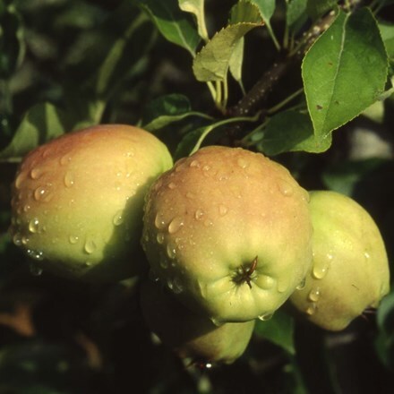 Picture of apple Golden Delicious