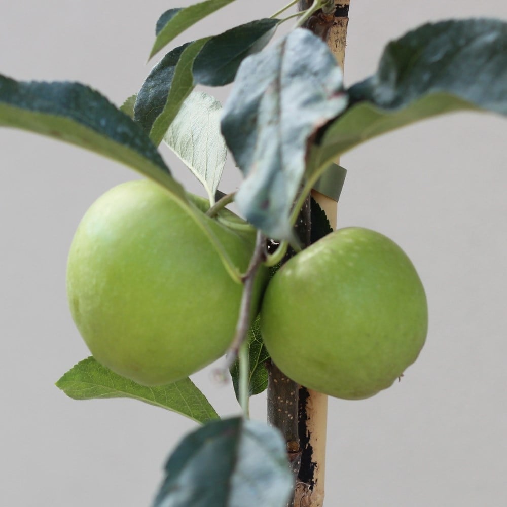 apple 'Golden Delicious'