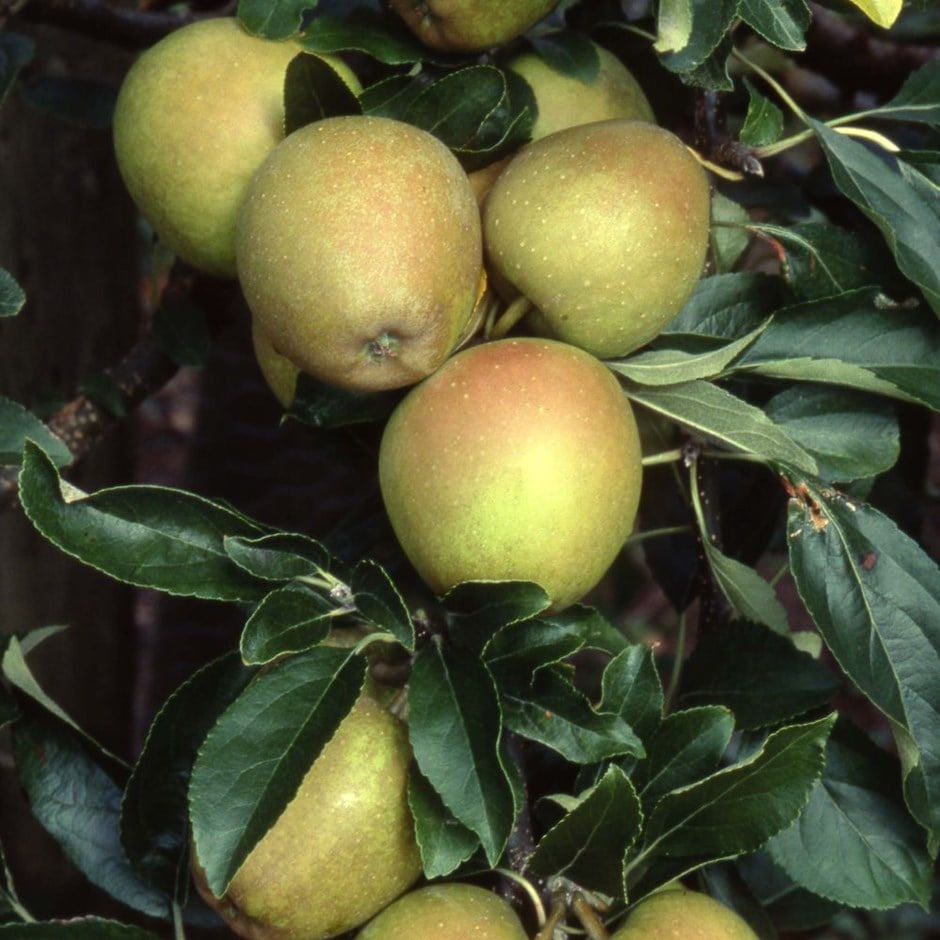 apple 'Herefordshire Russet' (PBR)