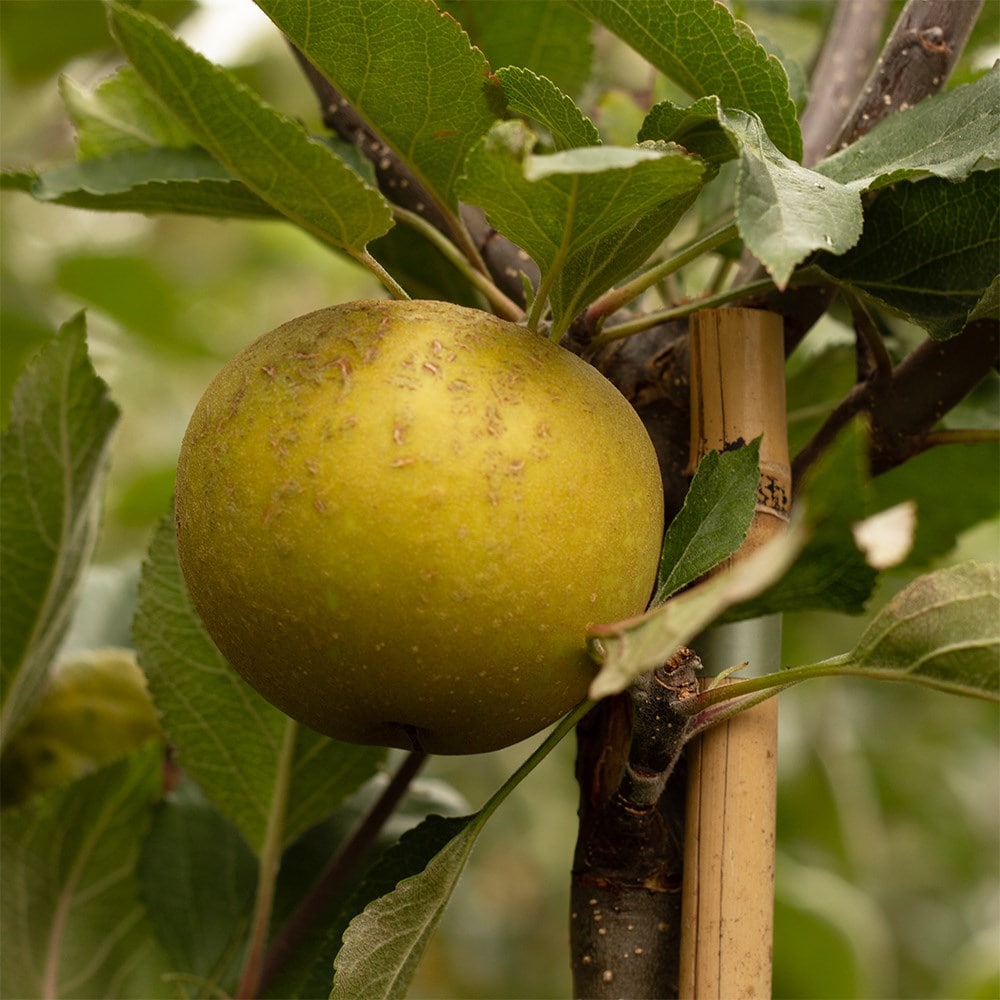 apple 'Herefordshire Russet' (PBR)