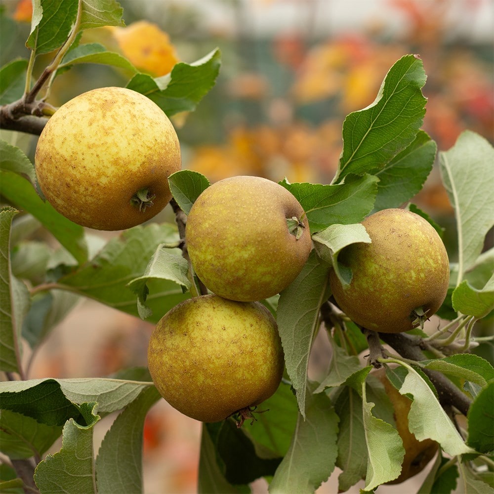 apple 'Herefordshire Russet' (PBR)
