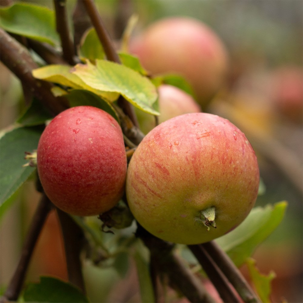 Product options image