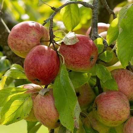 Picture of apple Red Falstaff (PBR)