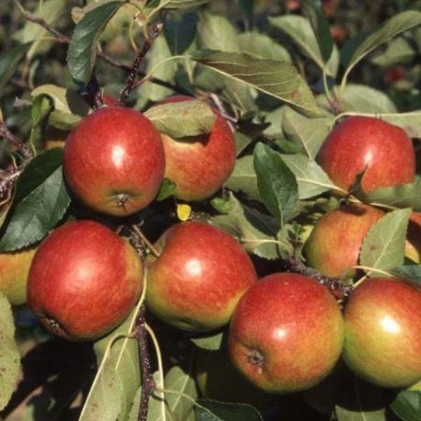 apple Red Falstaff (PBR)