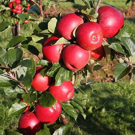 Picture of apple Red Windsor