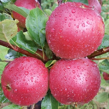 Picture of apple Worcester Pearmain