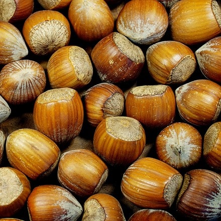Picture of hazel Kent Cob (Longue d' Espagne)