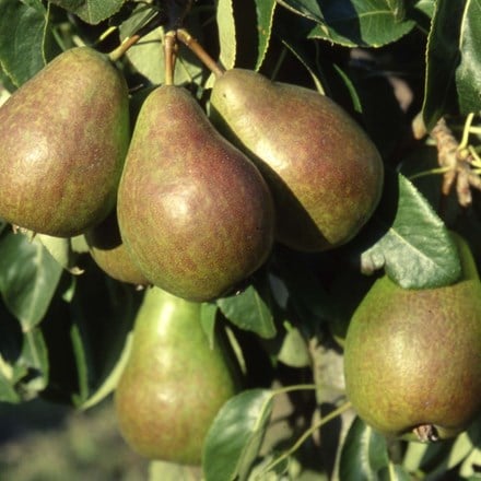 Picture of pear Louise Bonne of Jersey