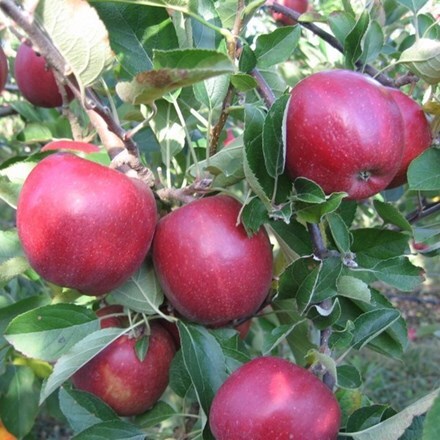 Picture of apple Braeburn Mariri Red
