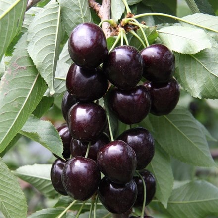 Picture of cherry Kiordia