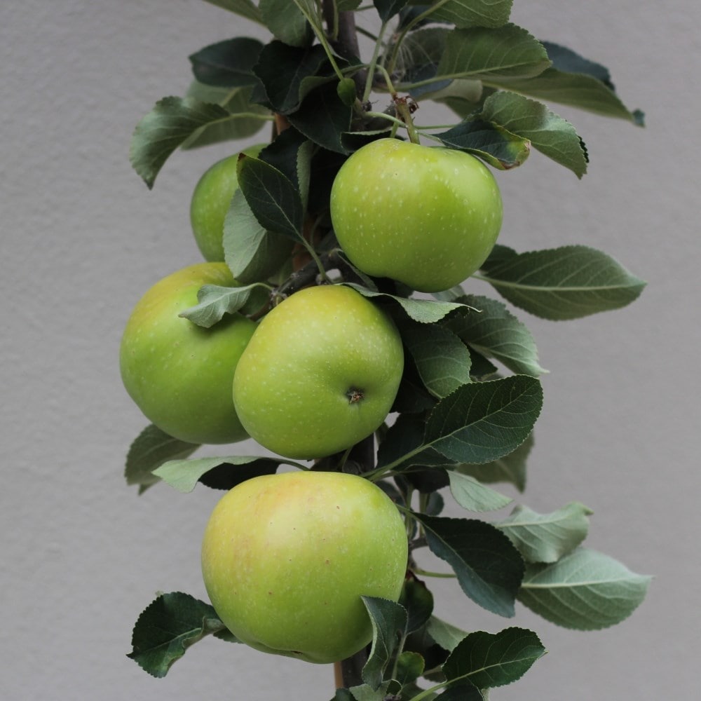 Product options image