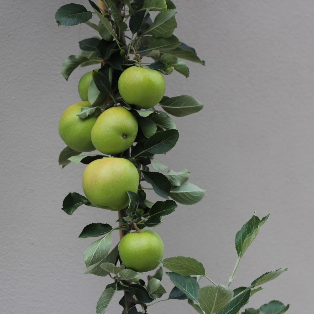 apple 'James Grieve'