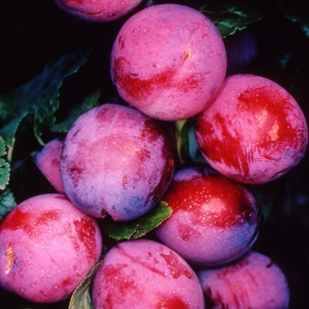 Picture of plum Opal