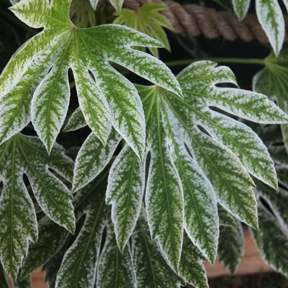 buy-japanese-aralia-syn-fatsia-tsumugi-shibori-fatsia-japonica