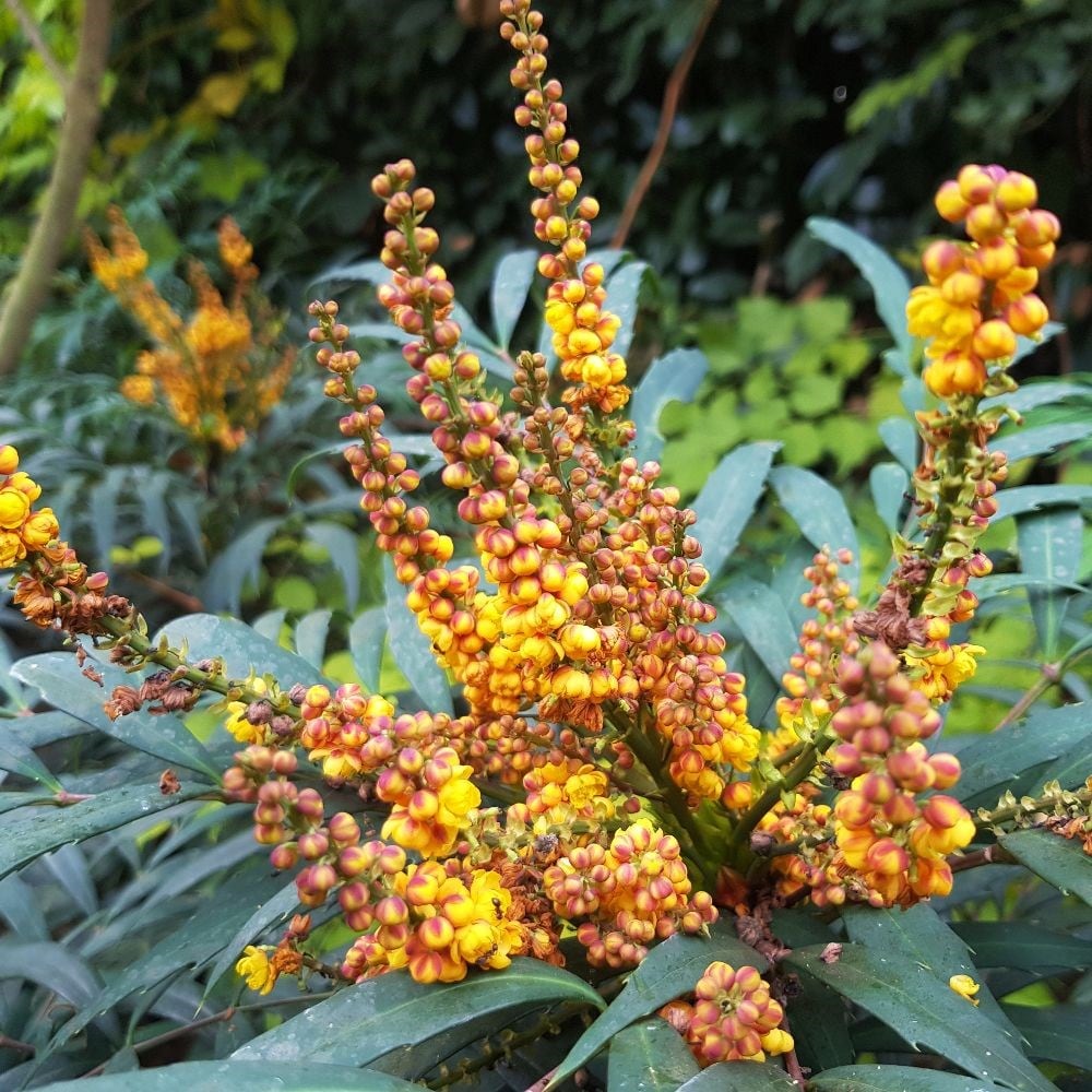 <i>Mahonia</i> <b class=small-caps>Volcano</b> ('MYOY') (PBR)