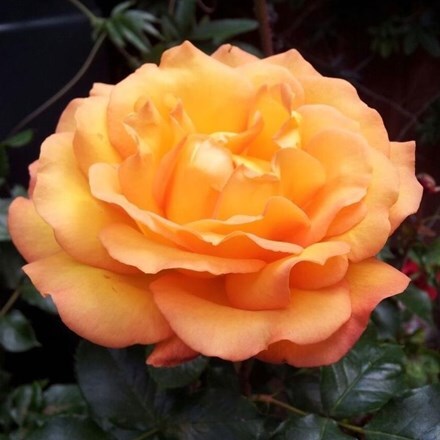 Rosa Precious Amber ('Noa77800')