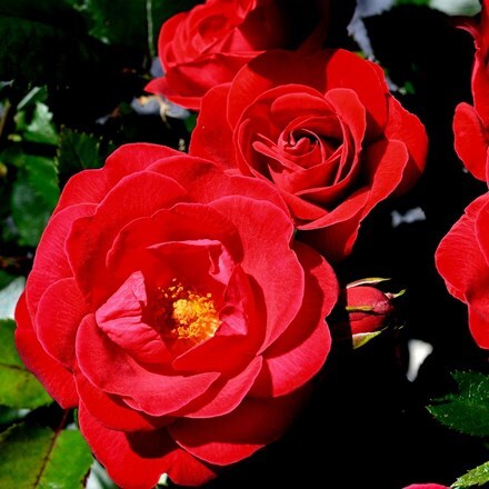 Rosa Precious Ruby ('Noa16-13/1')