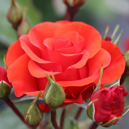 Rosa Precious Love ('Noa 63004')