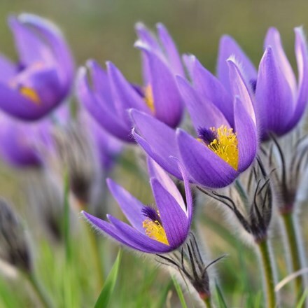 Picture of Pulsatilla vulgaris