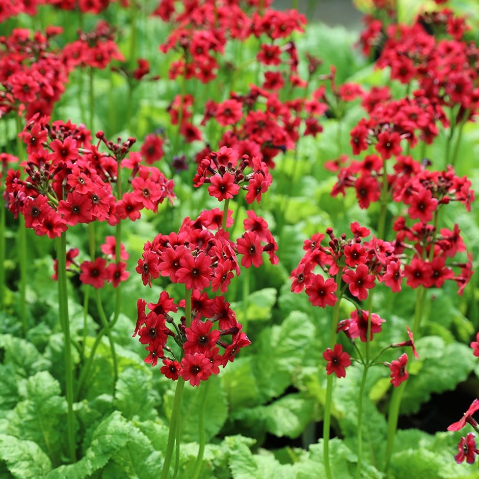 Buy Japanese primrose Primula japonica Miller's Crimson: £16.99