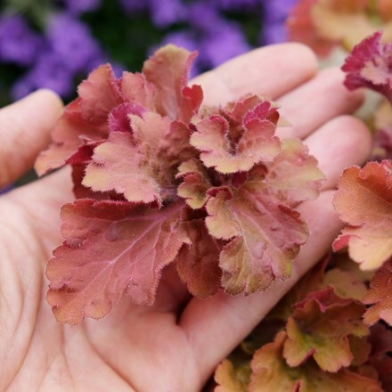 Picture of Heuchera Frilly (PBR)