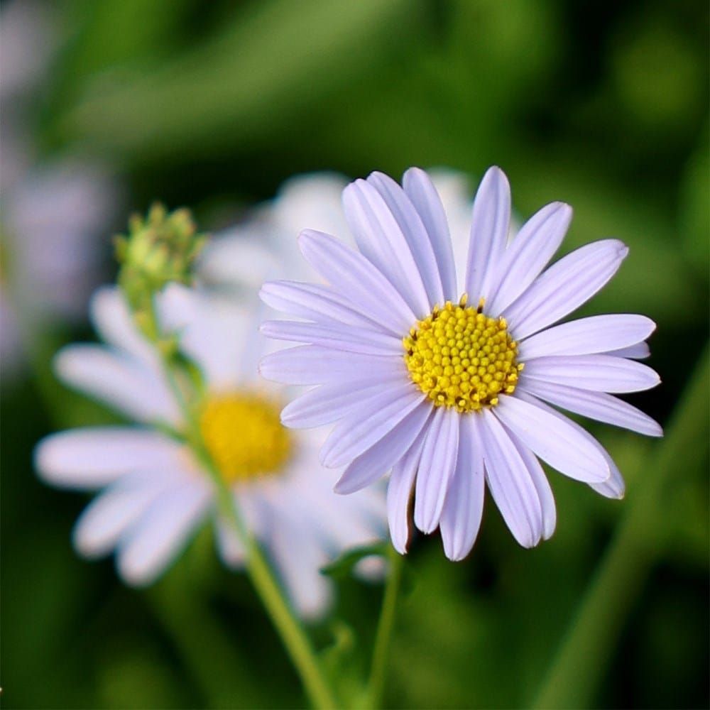 <i>Kalimeris incisa</i> 'Blue Star'