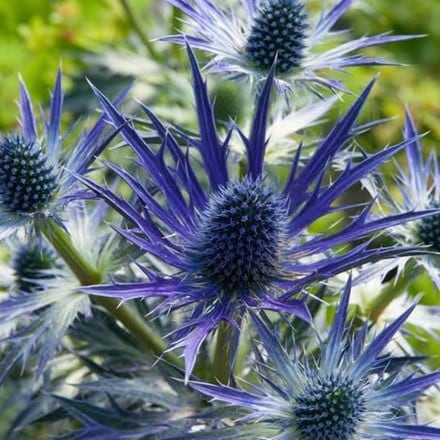 Eryngium × zabelli Big Blue