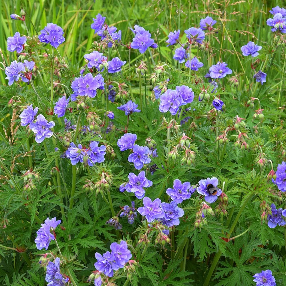 Product options image