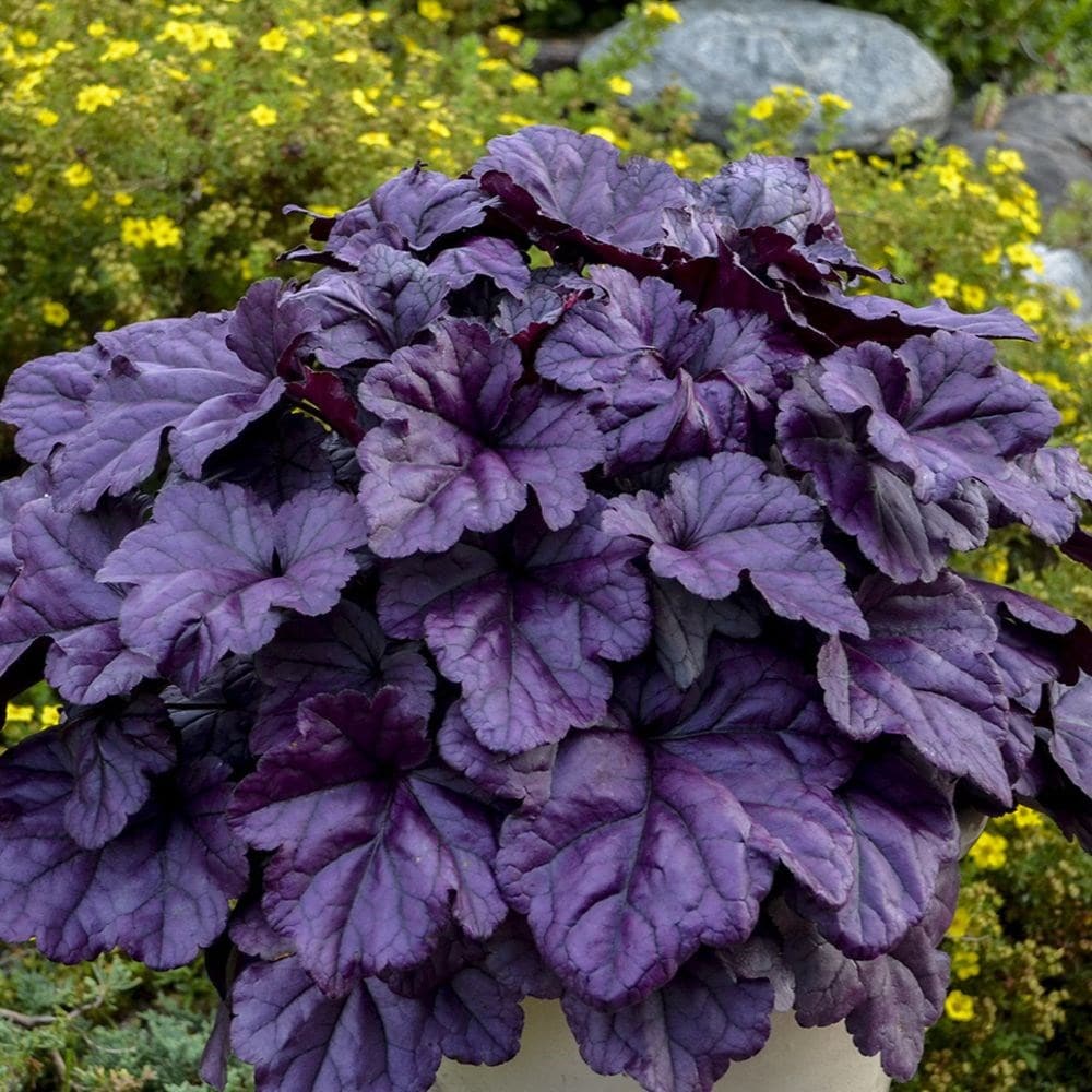 Purple coral clearance bells