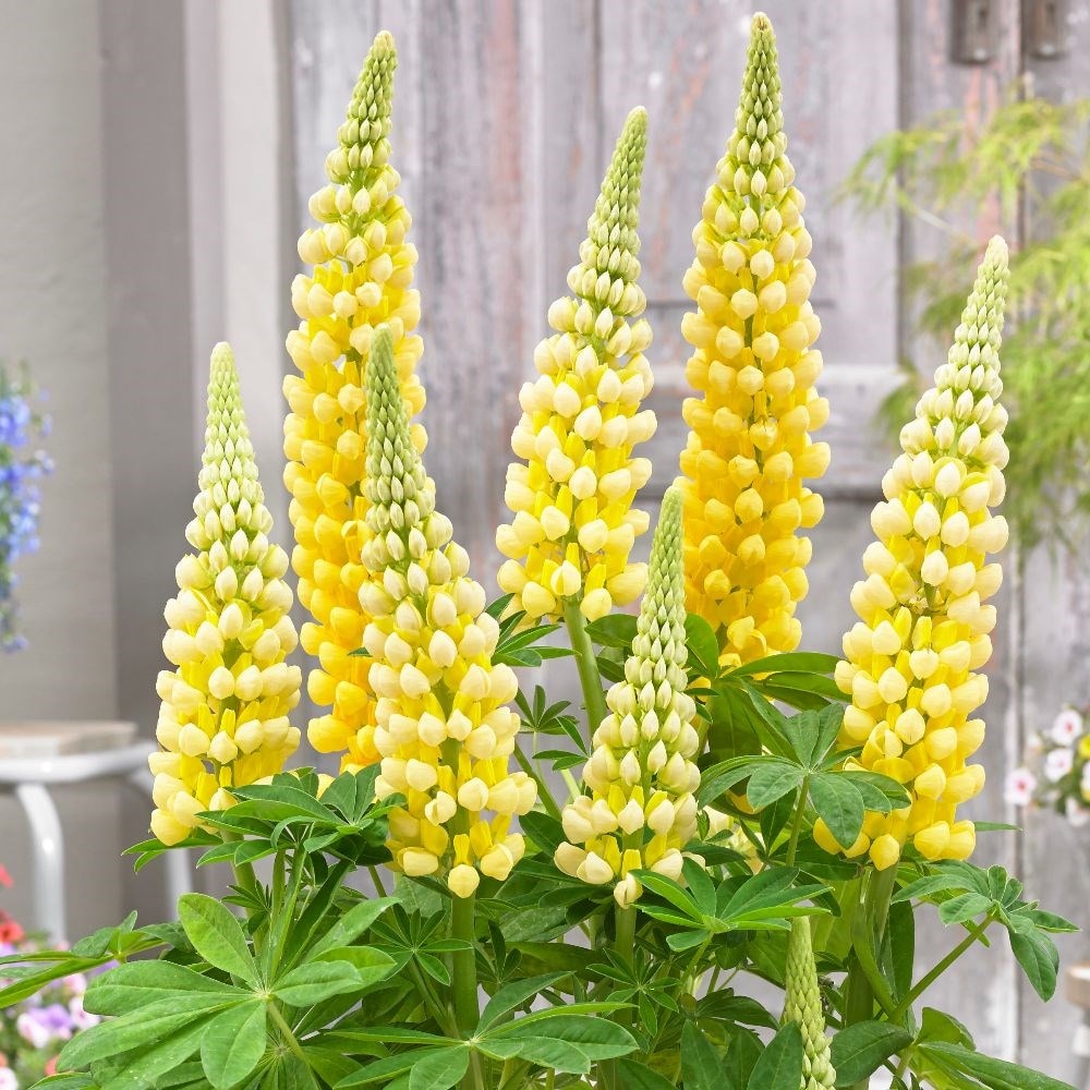 Product options image