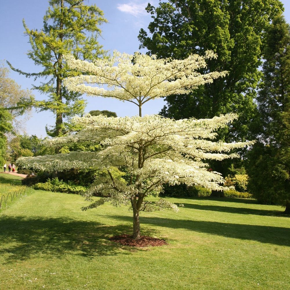 Buy wedding cake tree Cornus controversa Variegata: £129.99 Delivery by ...