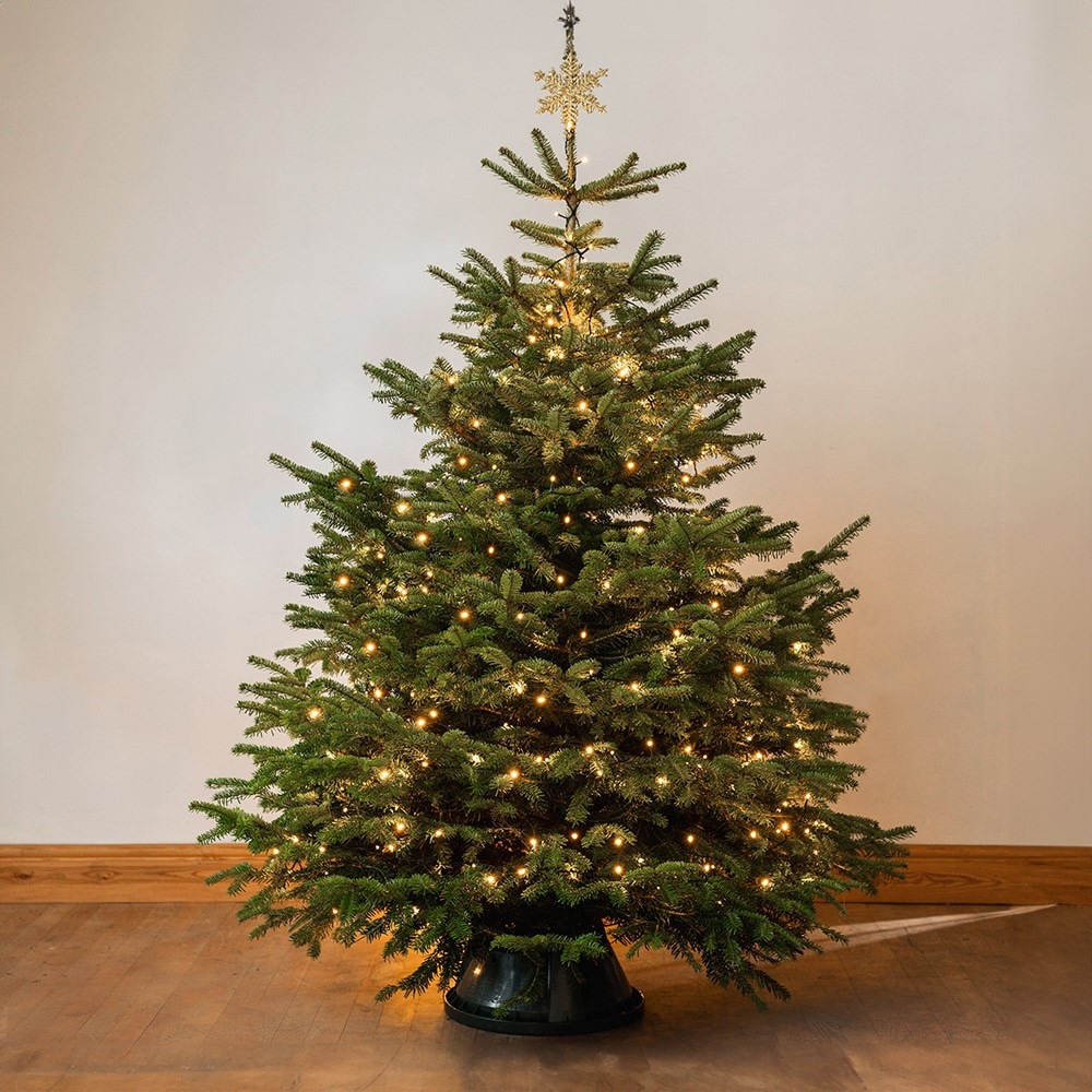 <i>Christmas tree</i> 'Nordmann fir 150-180cm'