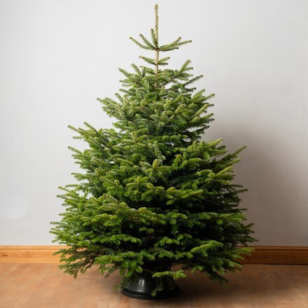 Christmas tree Nordmann fir 180-210cm