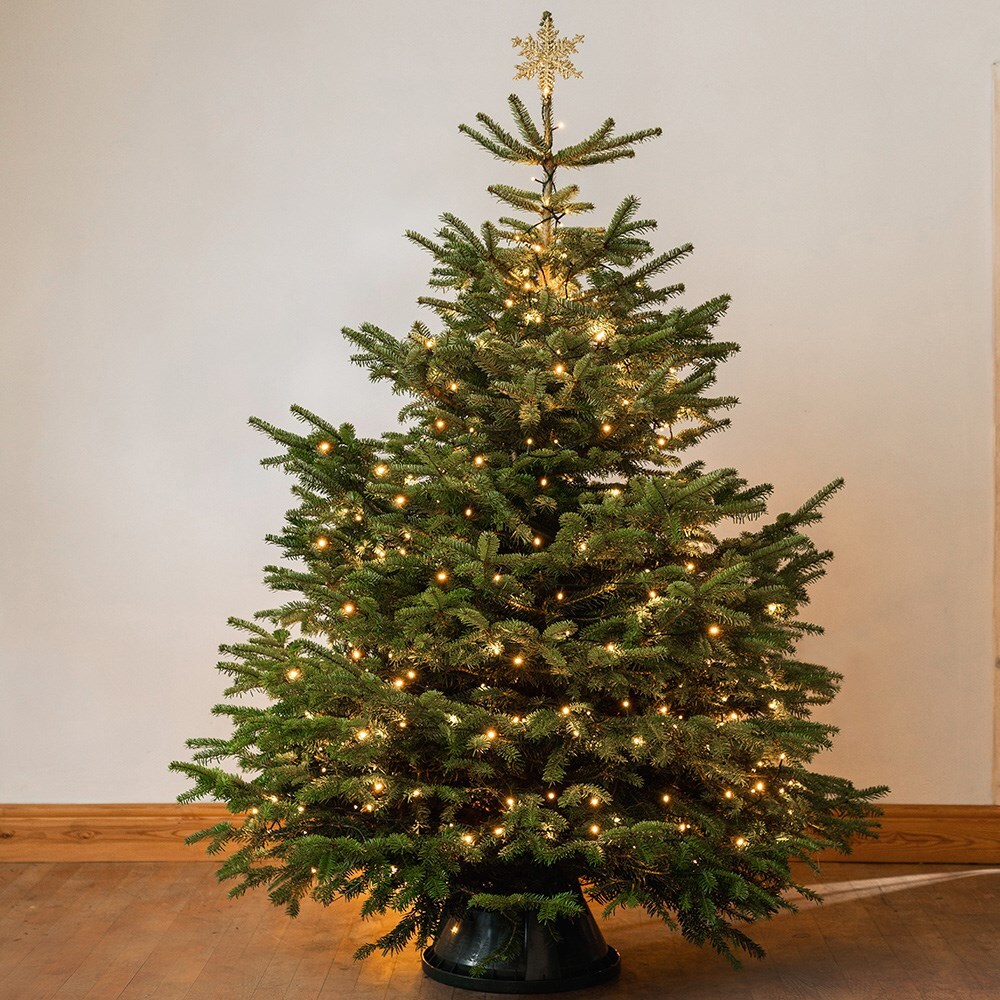 <i>Christmas tree</i> 'Nordmann fir 180-210cm'