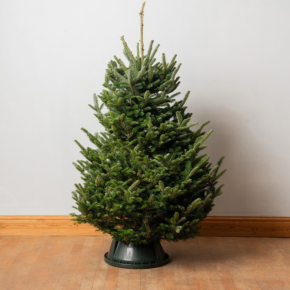 <i>Christmas tree</i> 'Fraser fir 210-240cm'