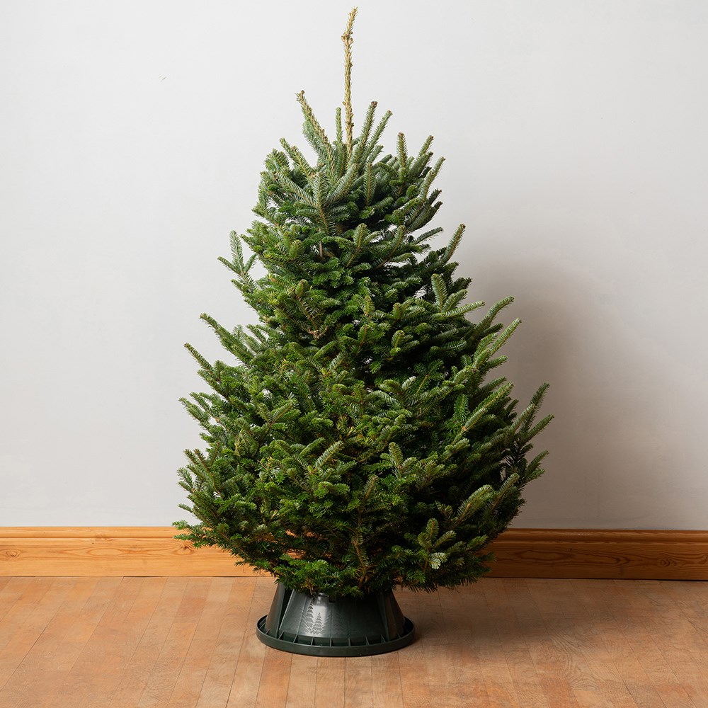 <i>Christmas tree</i> 'Fraser fir 125-150cm'