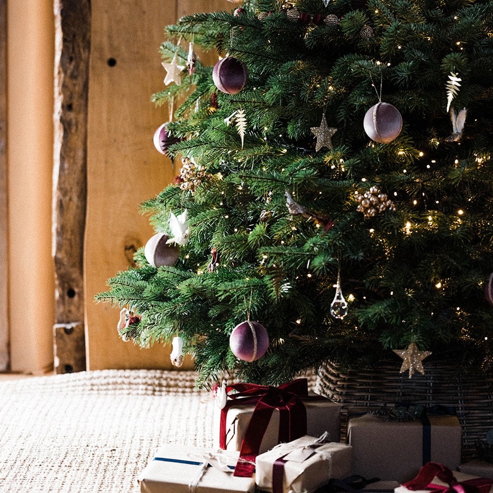 <i>Christmas tree</i> 'Nordmann fir 125-150cm'