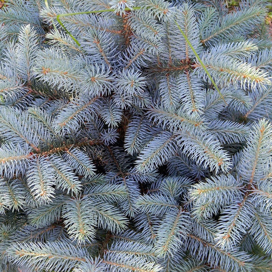 <i>Christmas tree blue spruce</i> '125-150cm'