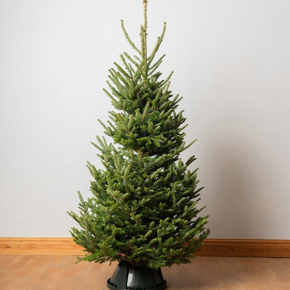 <i>Christmas tree</i> 'Fraser fir 150-180cm'