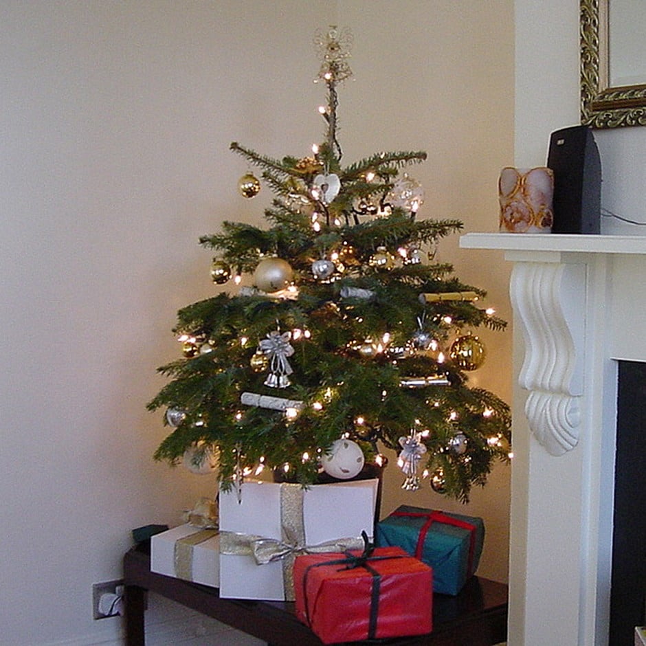 <i>Christmas tree pot grown</i> 'Nordmann fir'