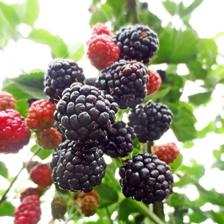 Picture of blackberry Adrienne