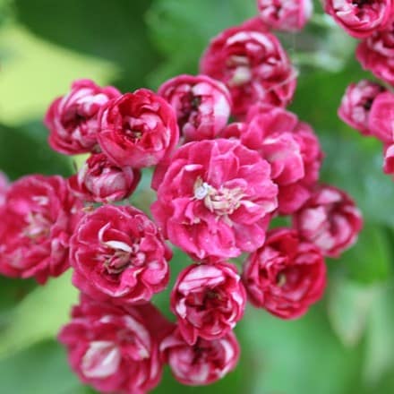 Picture of Crataegus laevigata Paul's Scarlet