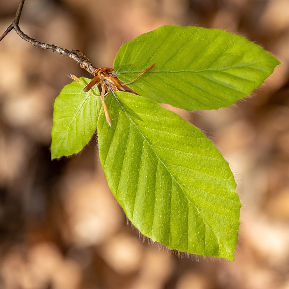 <i>Fagus sylvatica</i> 