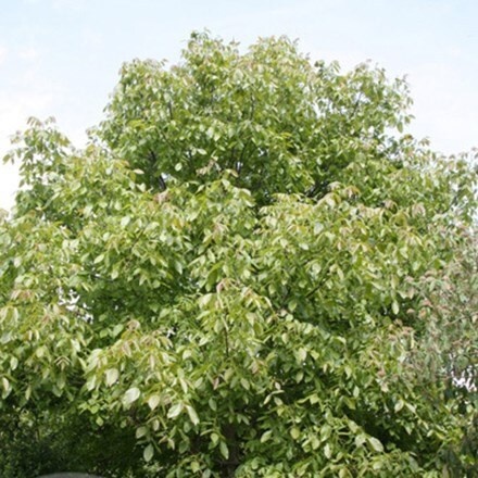 Picture of Juglans nigra