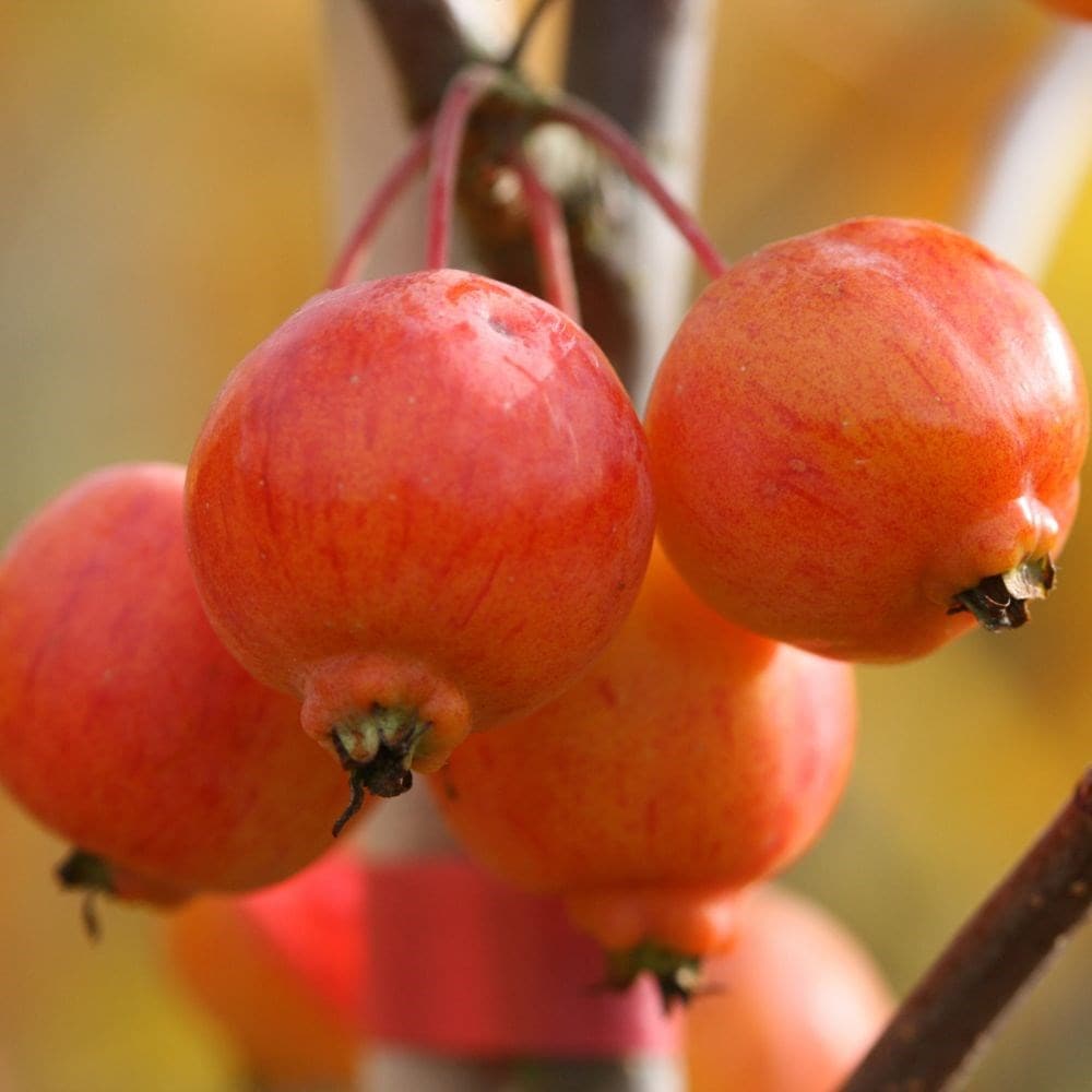 Buy crab apple Evereste Malus Evereste £39.99 Delivery by Crocus