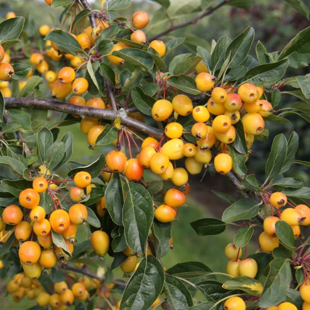 <i>Malus</i> 'Golden Gem'