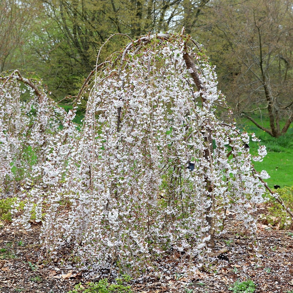 Product options image